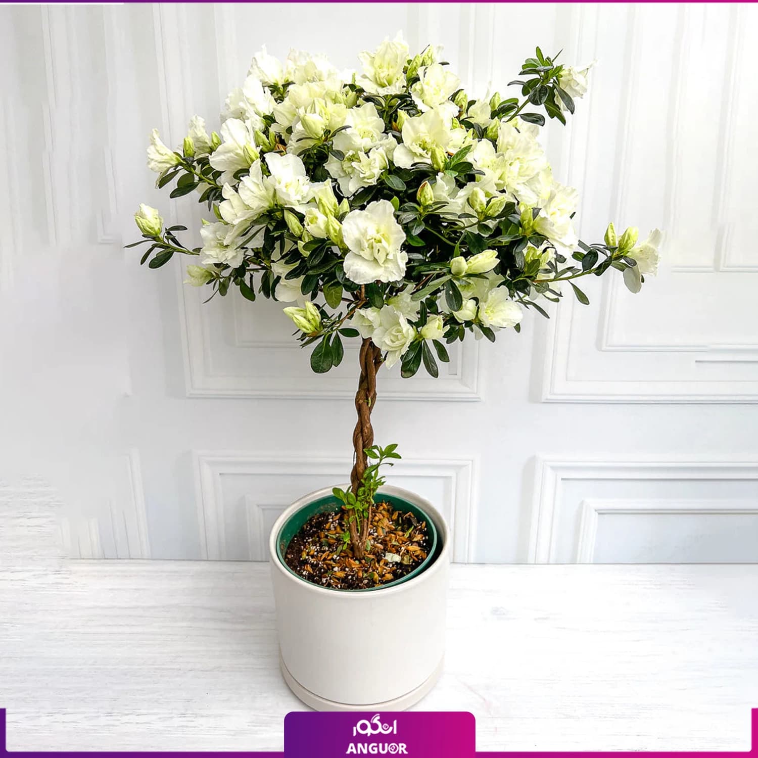 آزالیا پیوندی سفید با گلدان پلیمری