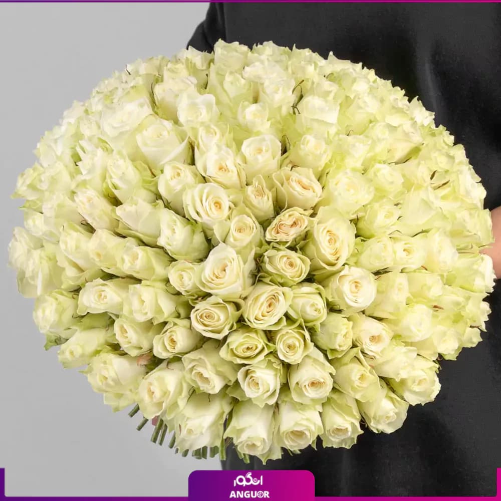 دسته گل بزرگ رز سفید – ۱۵۱ شاخه