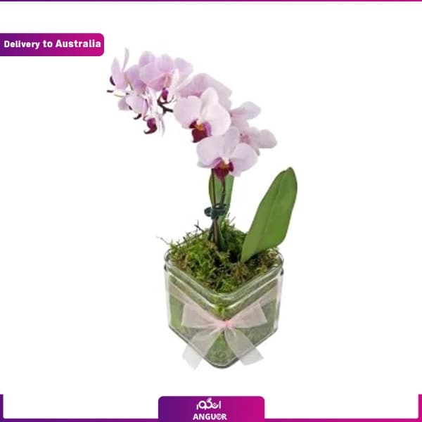 Orchid plant (Delivery in Australia)