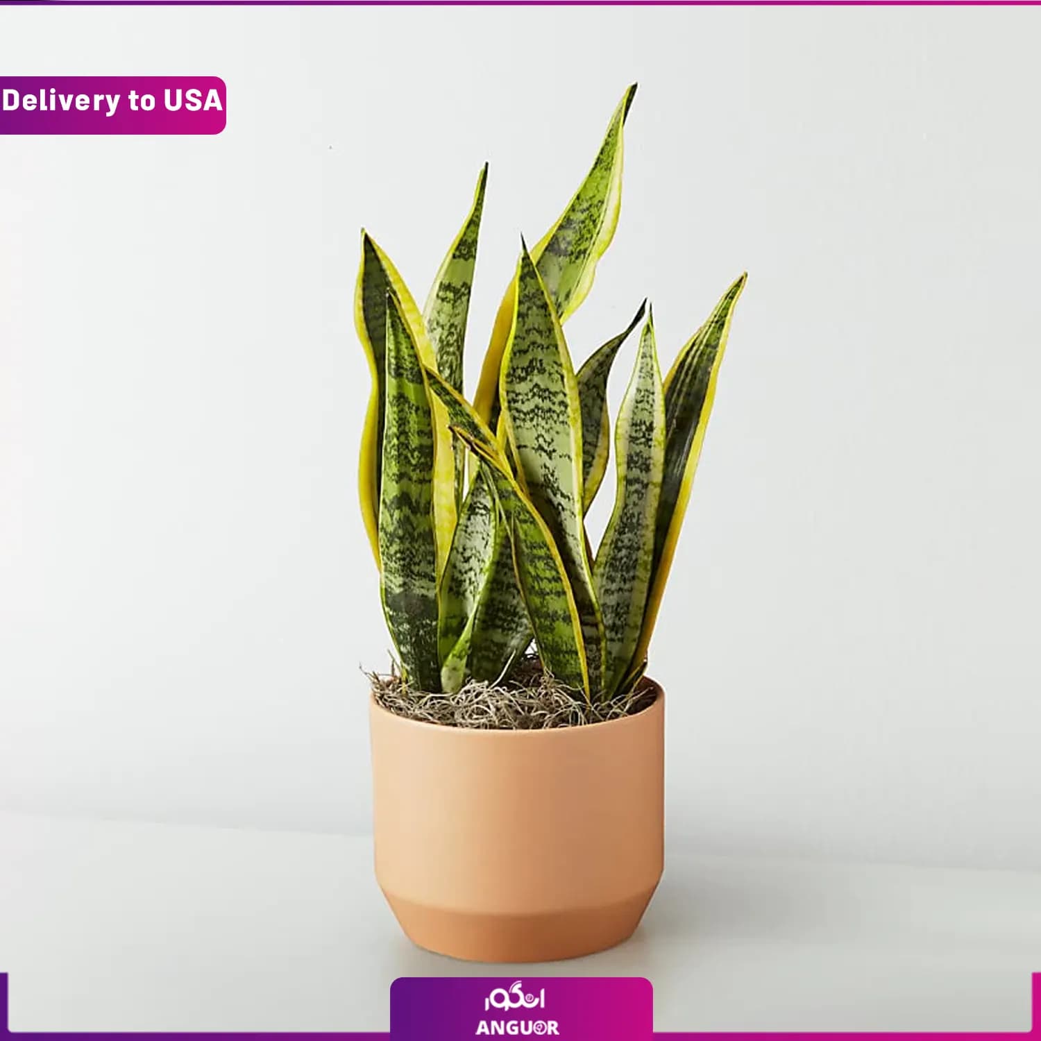 (Delivery to USA) Snake Plant — تصویر ۲