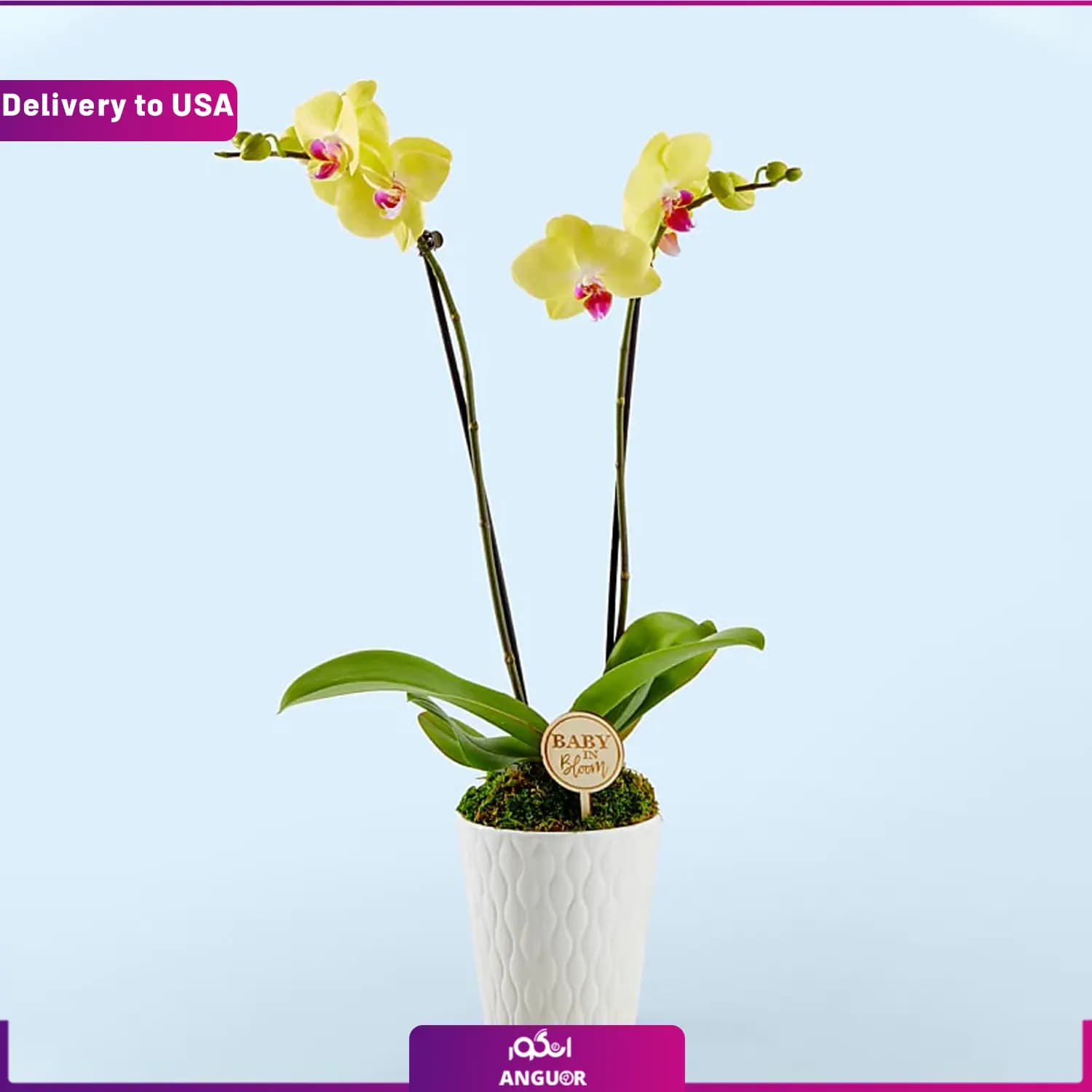 (Delivery to USA) Yellow Orchid — تصویر ۲