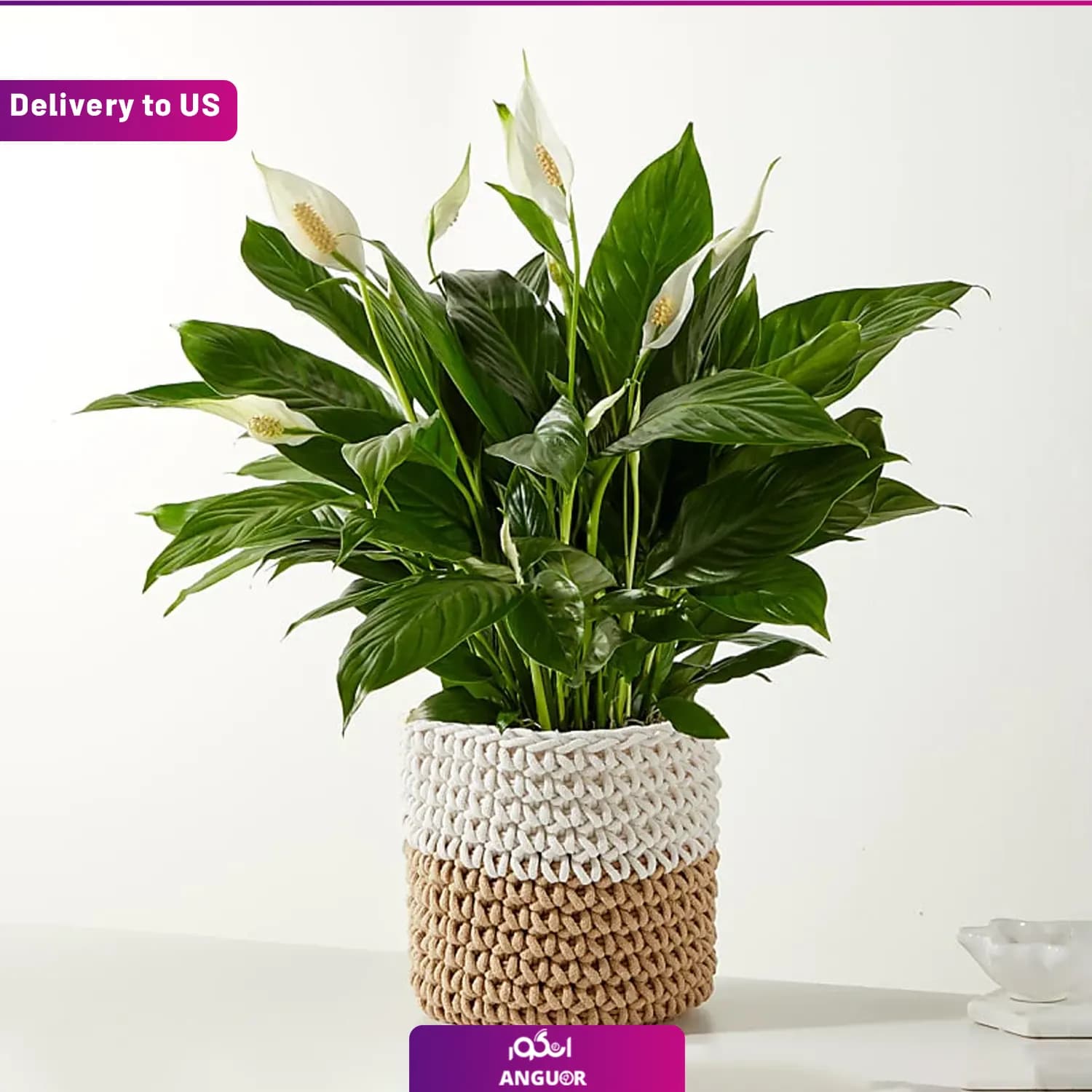 (Delivery to USA) Peace Lily Plant