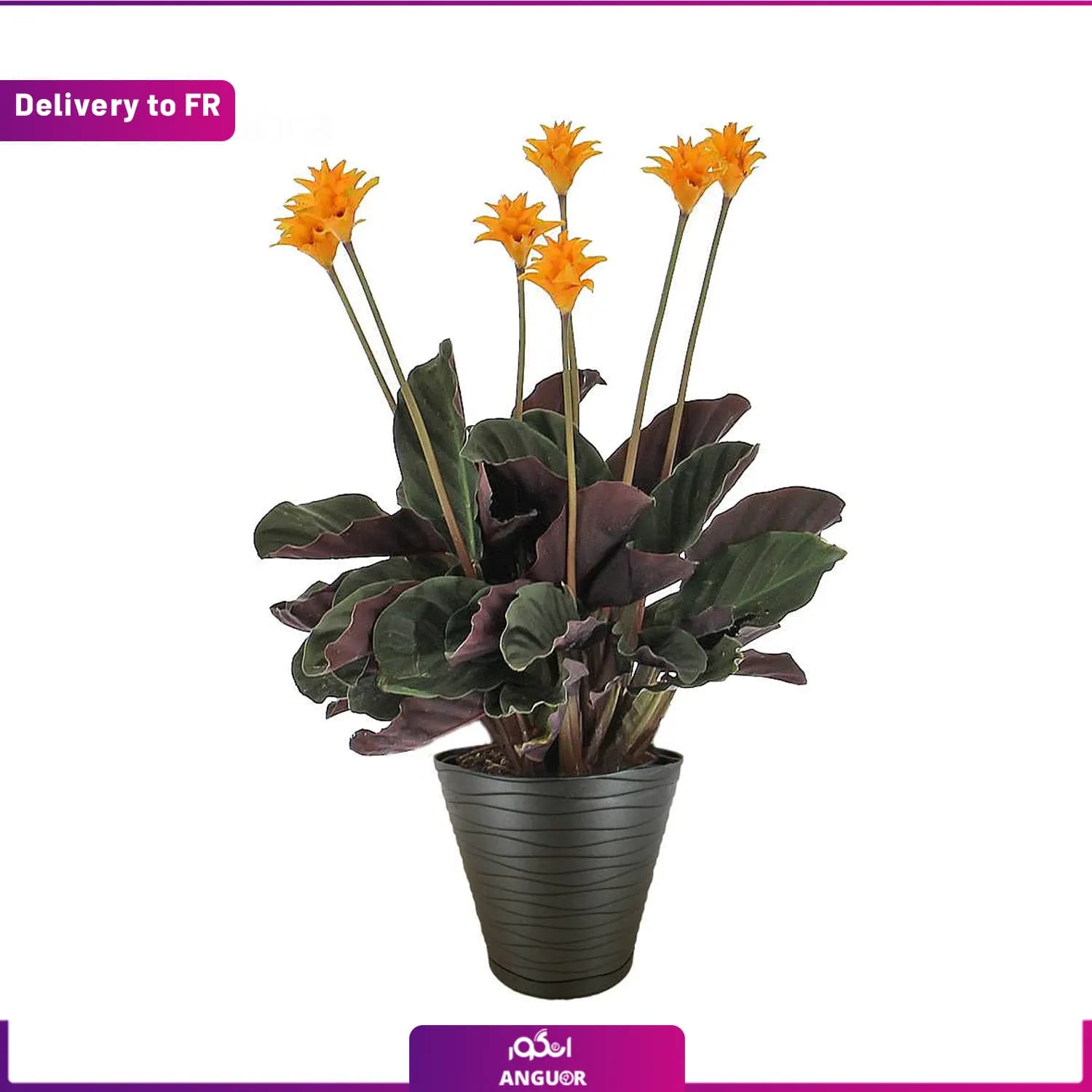 Calathea Crocata (Delivery to France) — تصویر ۲