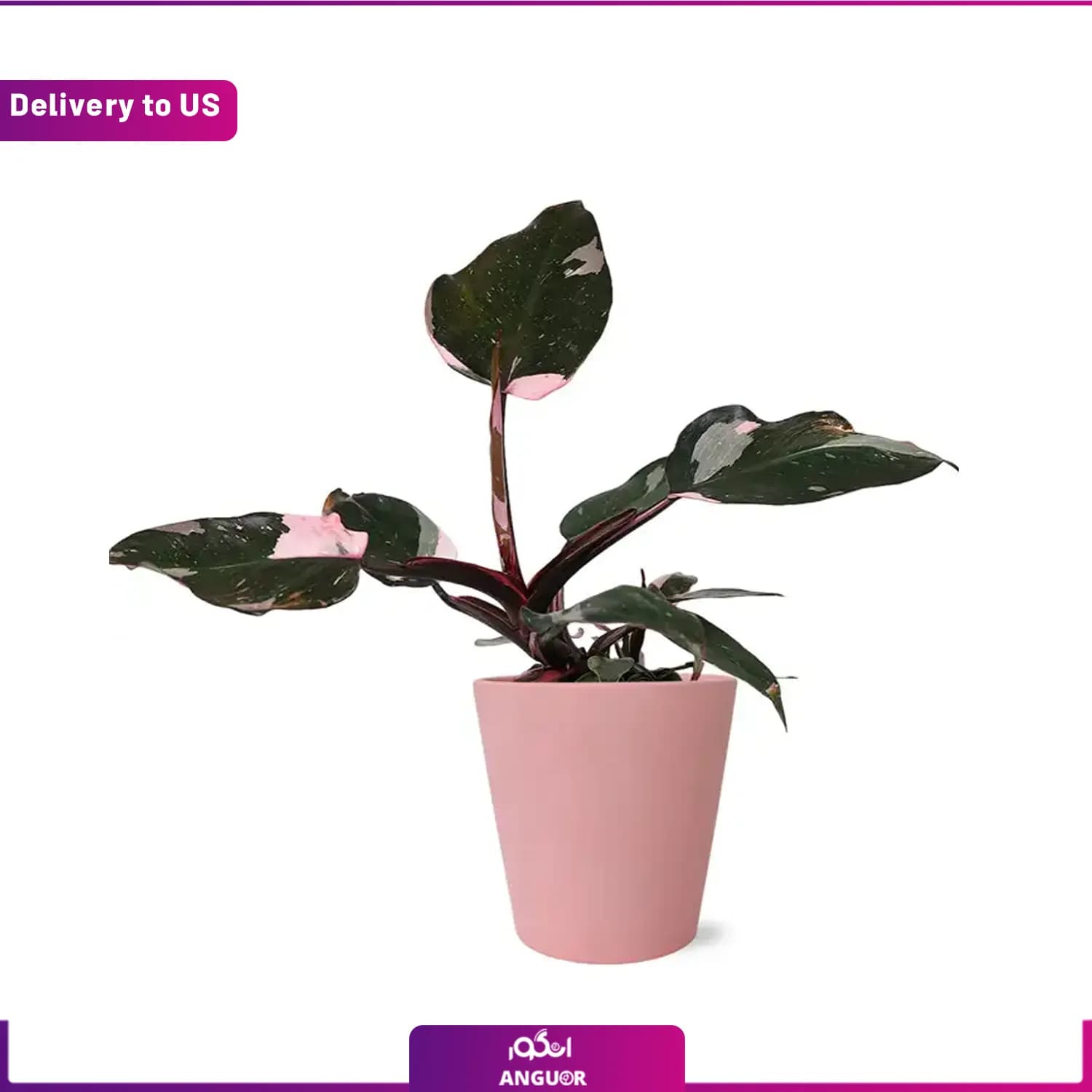 (Delivery to USA) Pretty Pink Princess Philodendron — تصویر ۲