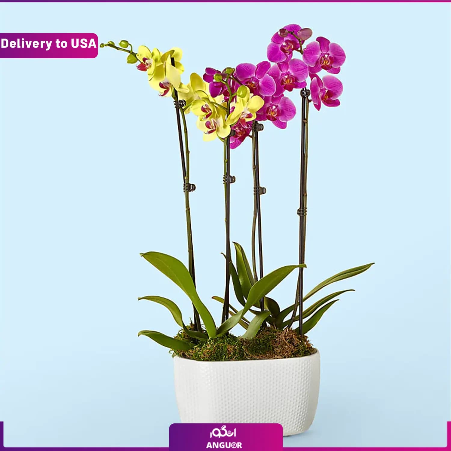 (Delivery to USA) Purple ، Yellow Orchid Garden — تصویر ۲