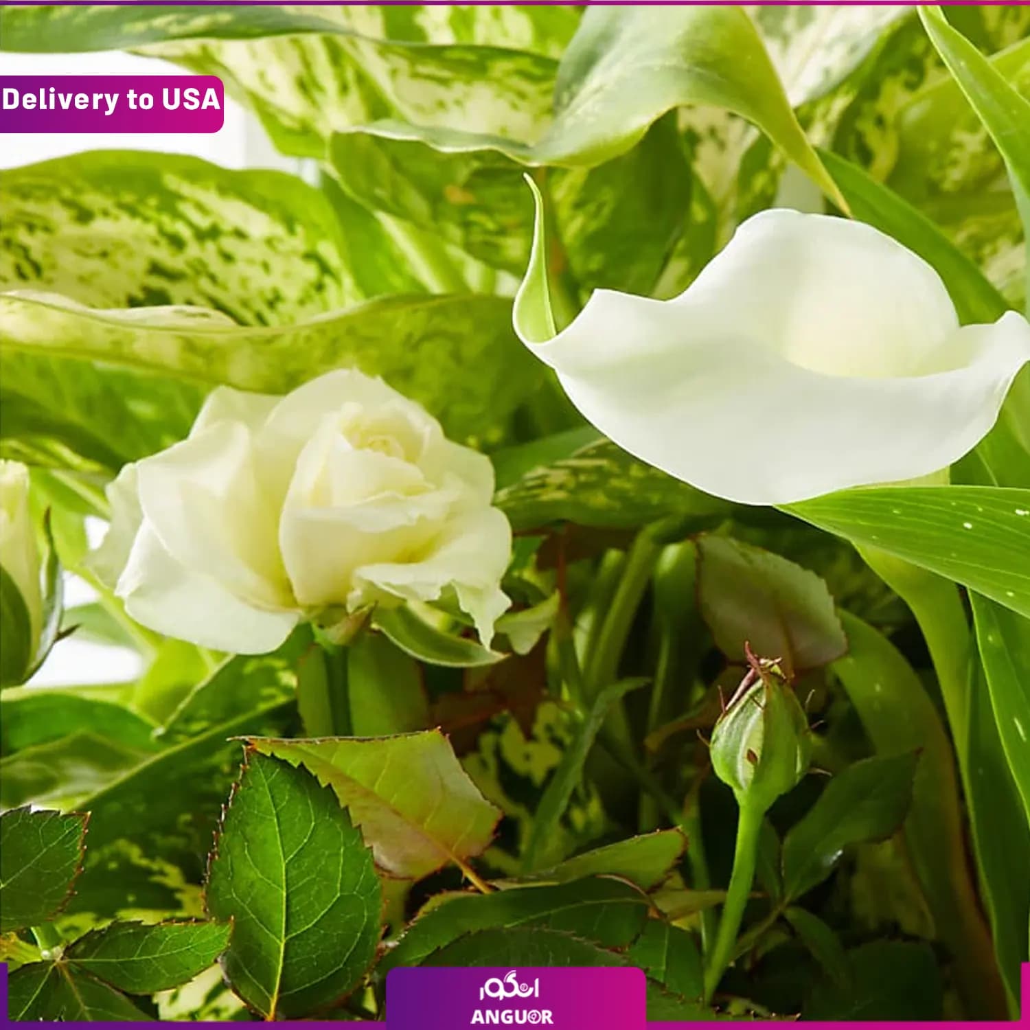 گیاه دیفن باخیا در باکس (ارسال گل به امریکا) — تصویر ۳