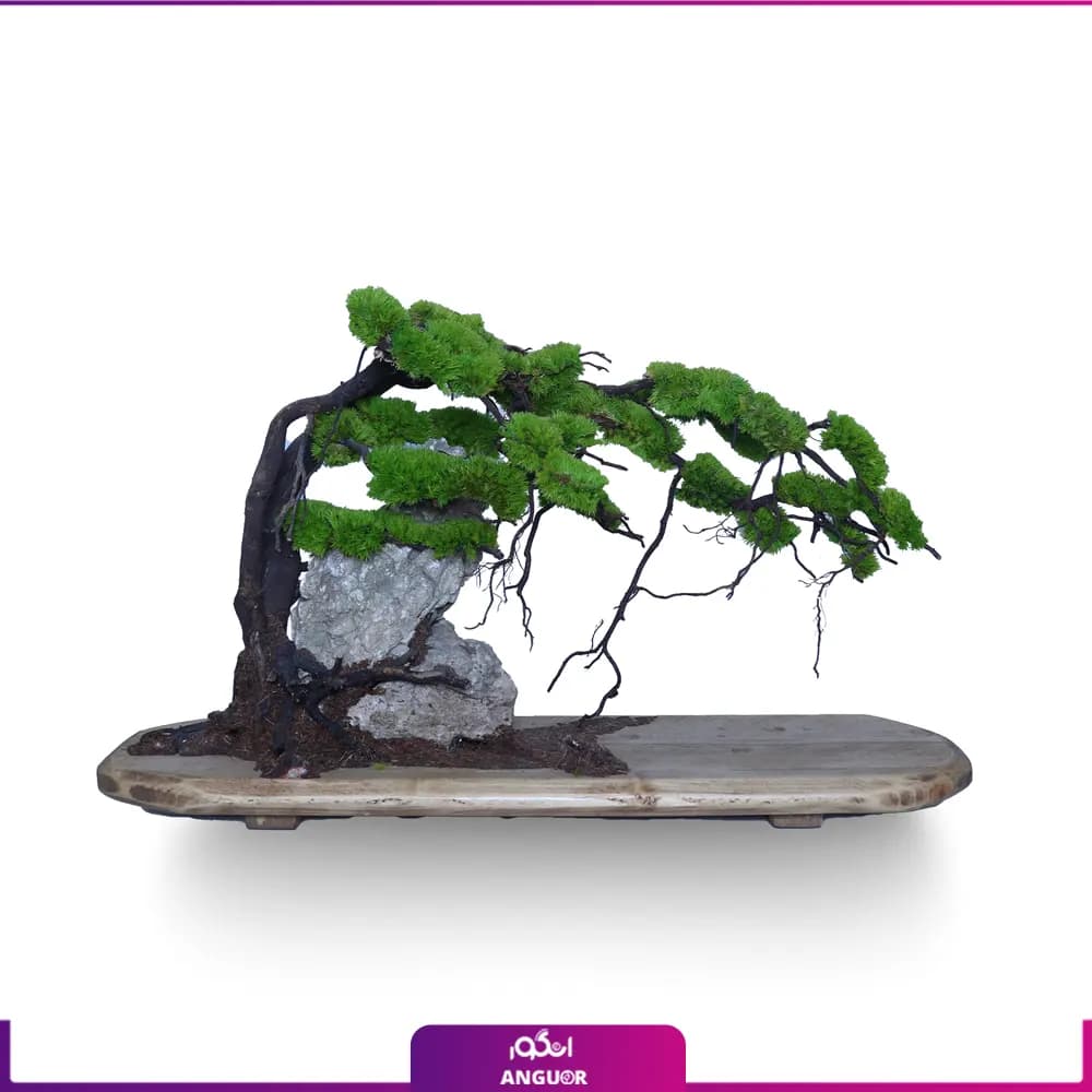 درختچه تقلیدی بونسای کاج روی صخره