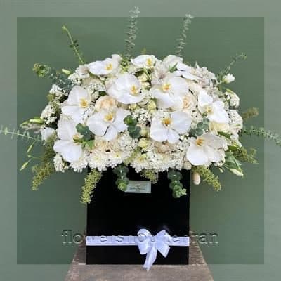 با قیمت گلدان گل ارکیده طبیعی فضای خانه یا محل کار را زنده کن