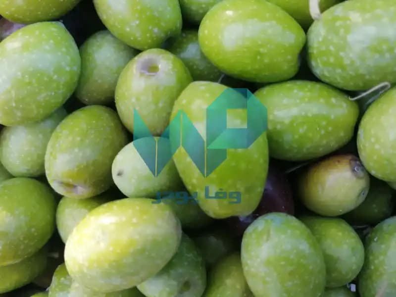 زیتون بی هسته — تصویر ۱۲
