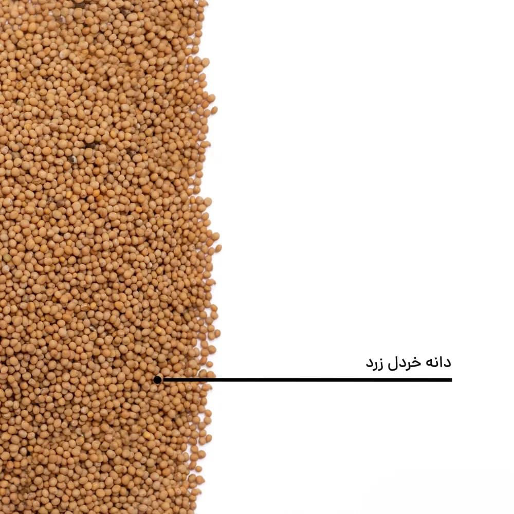 دانه خردل زرد — تصویر ۹