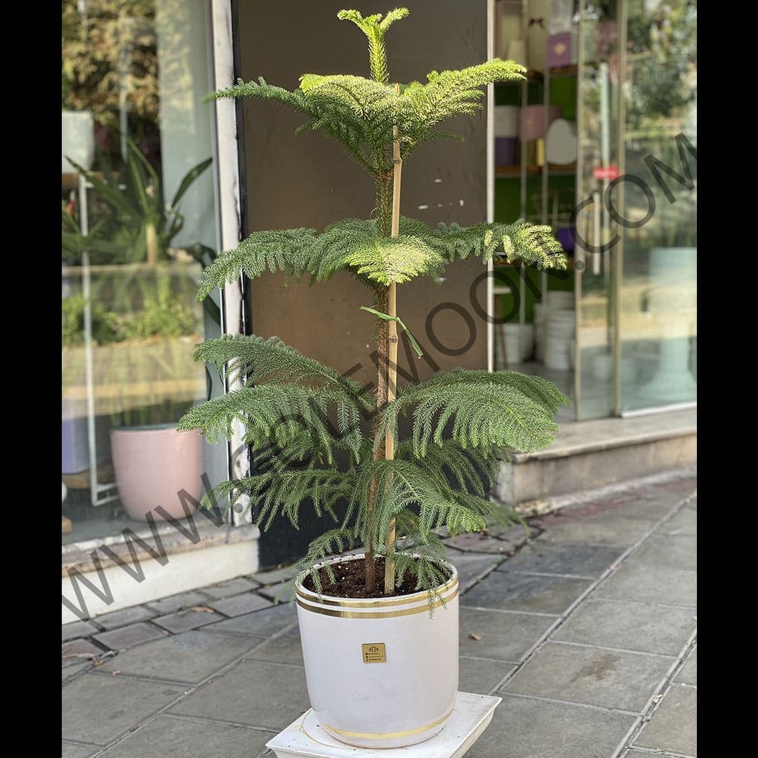 گیاه کاج مطبق — تصویر ۳