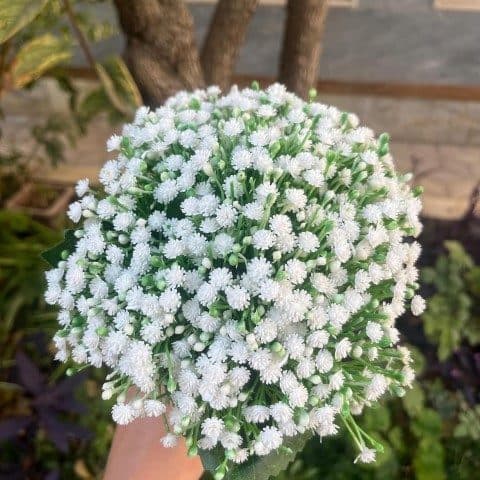دسته گل رز مینیاتوری و ژیپسوفیلا خجسته — تصویر ۵