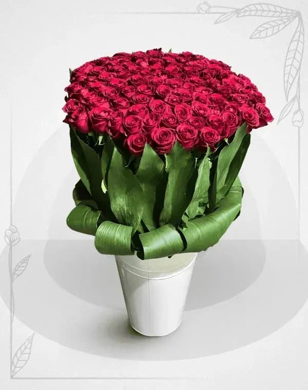باکس گل رز قرمز 100 شاخه
