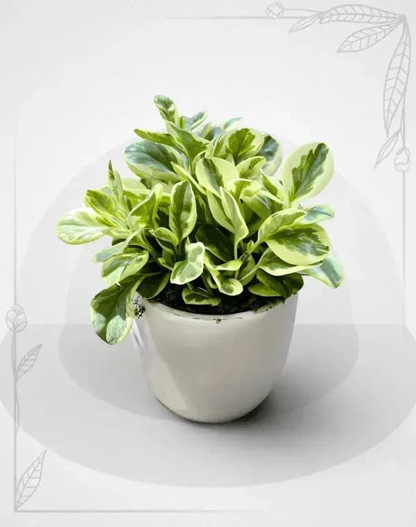 قاشقی ابلق کد 1018 — تصویر ۲