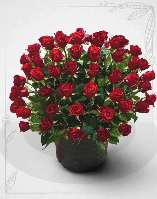 باکس گل رز قرمز 80 شاخه