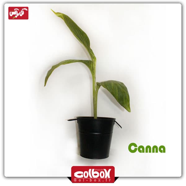 گیاه اختر ابلق‎‎