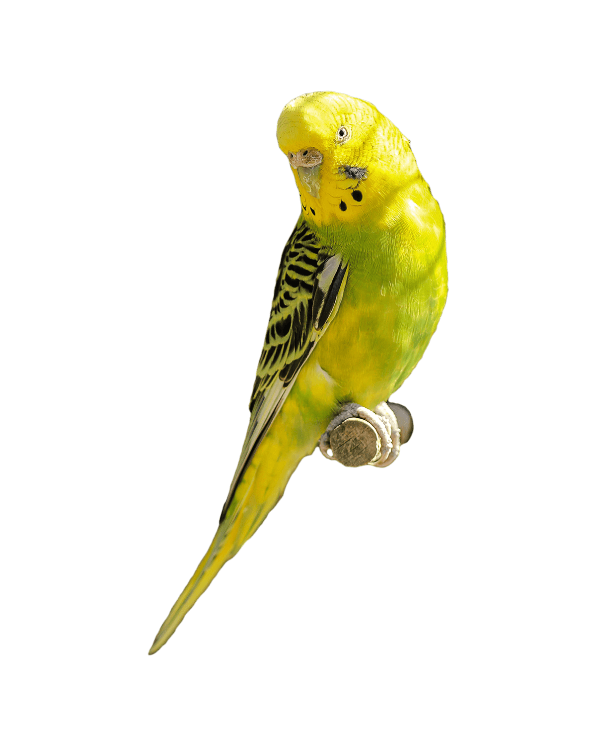 طوطی طوطی