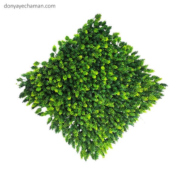 گرین وال مصنوعی مدل کاج