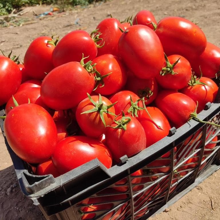 بذر گوجه فرنگی