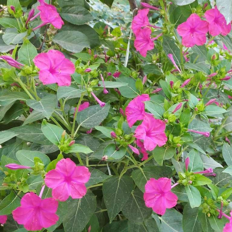 بذر گل لاله عباسی — تصویر ۳
