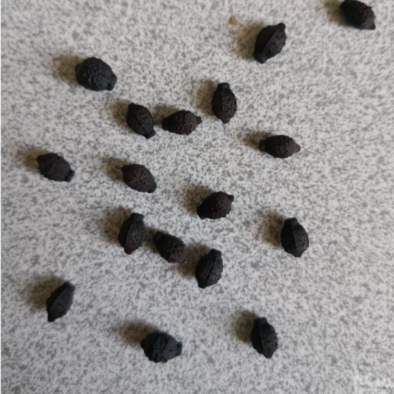 بذر گل لاله عباسی — تصویر ۴