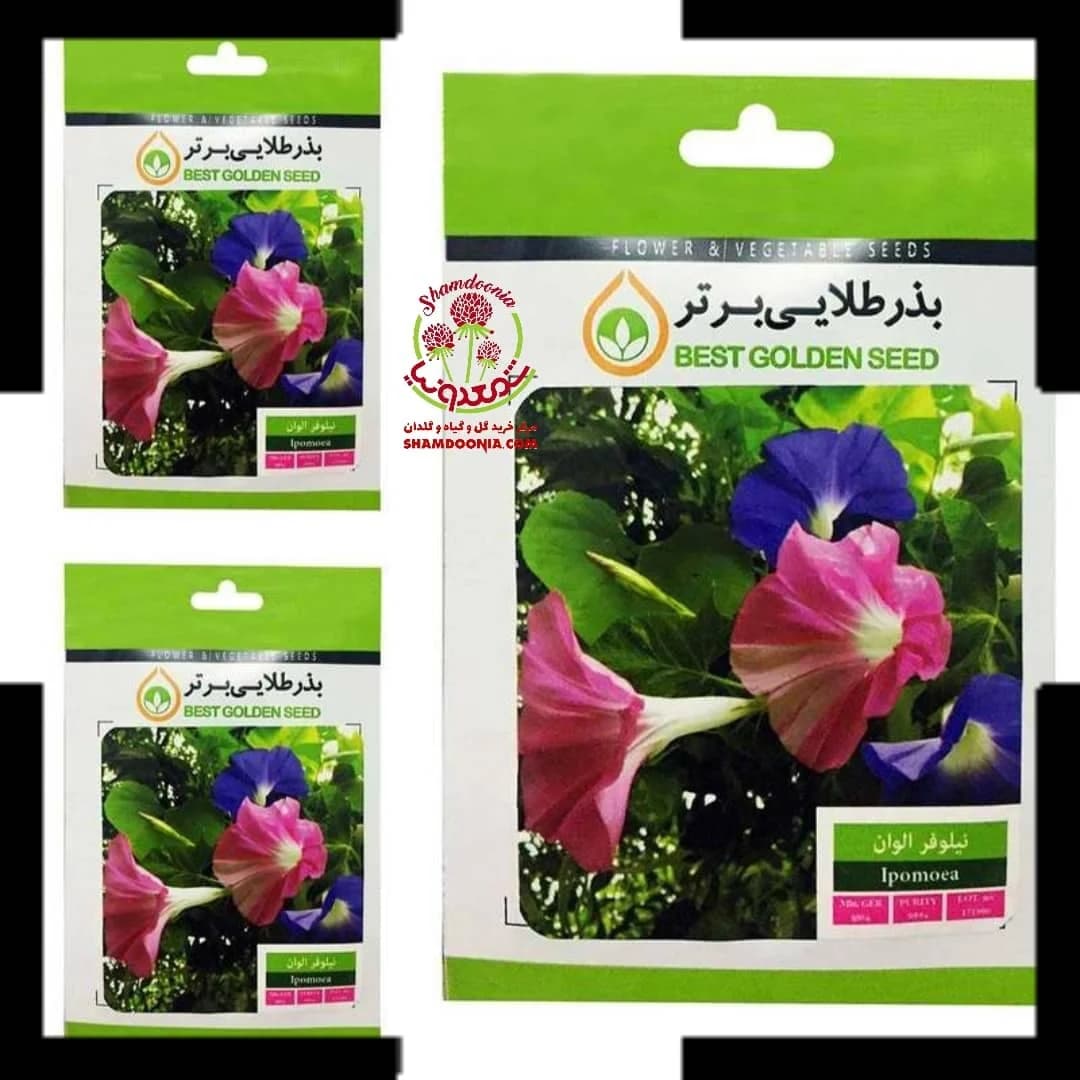 بذر گل نیلوفر رونده — تصویر ۱۰