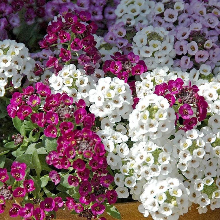 بذر گل آلیسوم (عسلی) — تصویر ۹