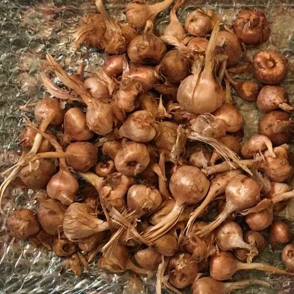پیاز زعفران
