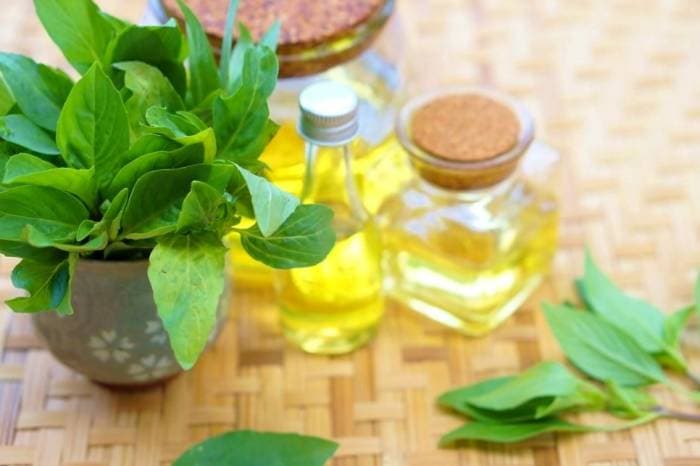روغن تخم ریحان — تصویر ۶