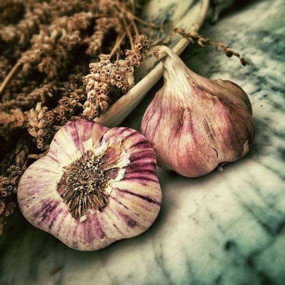 Forever Garlic-Thyme | گارلیک تایم فوراور — تصویر ۵