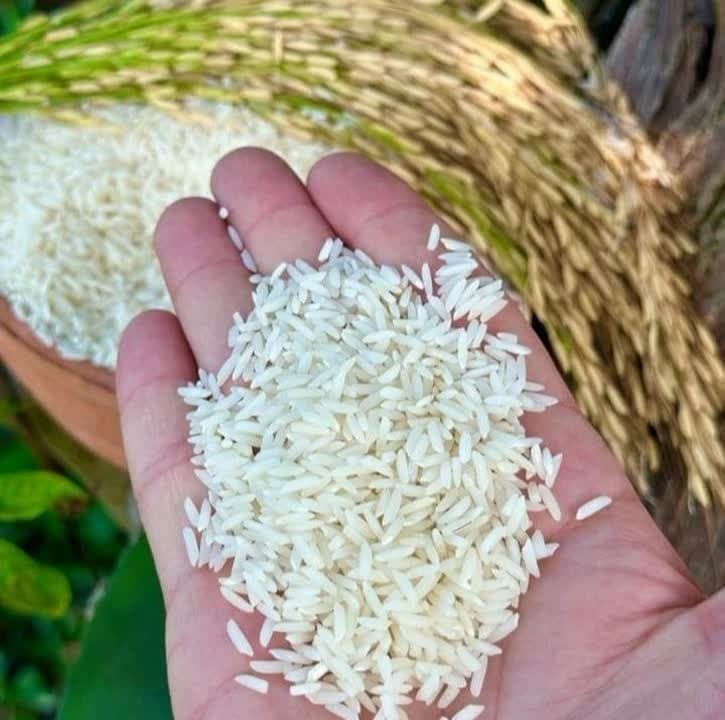 برنج طارم هاشمی کشت یک — تصویر ۳