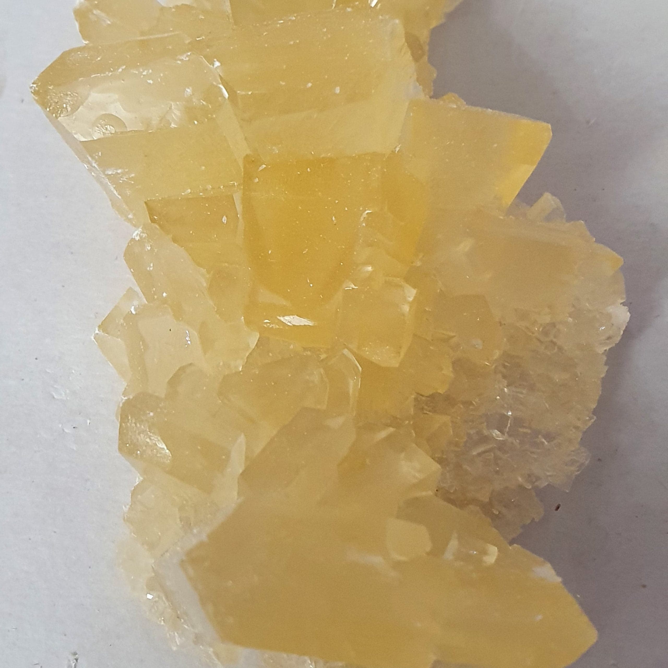 نبات پرده ممتاز — تصویر ۷