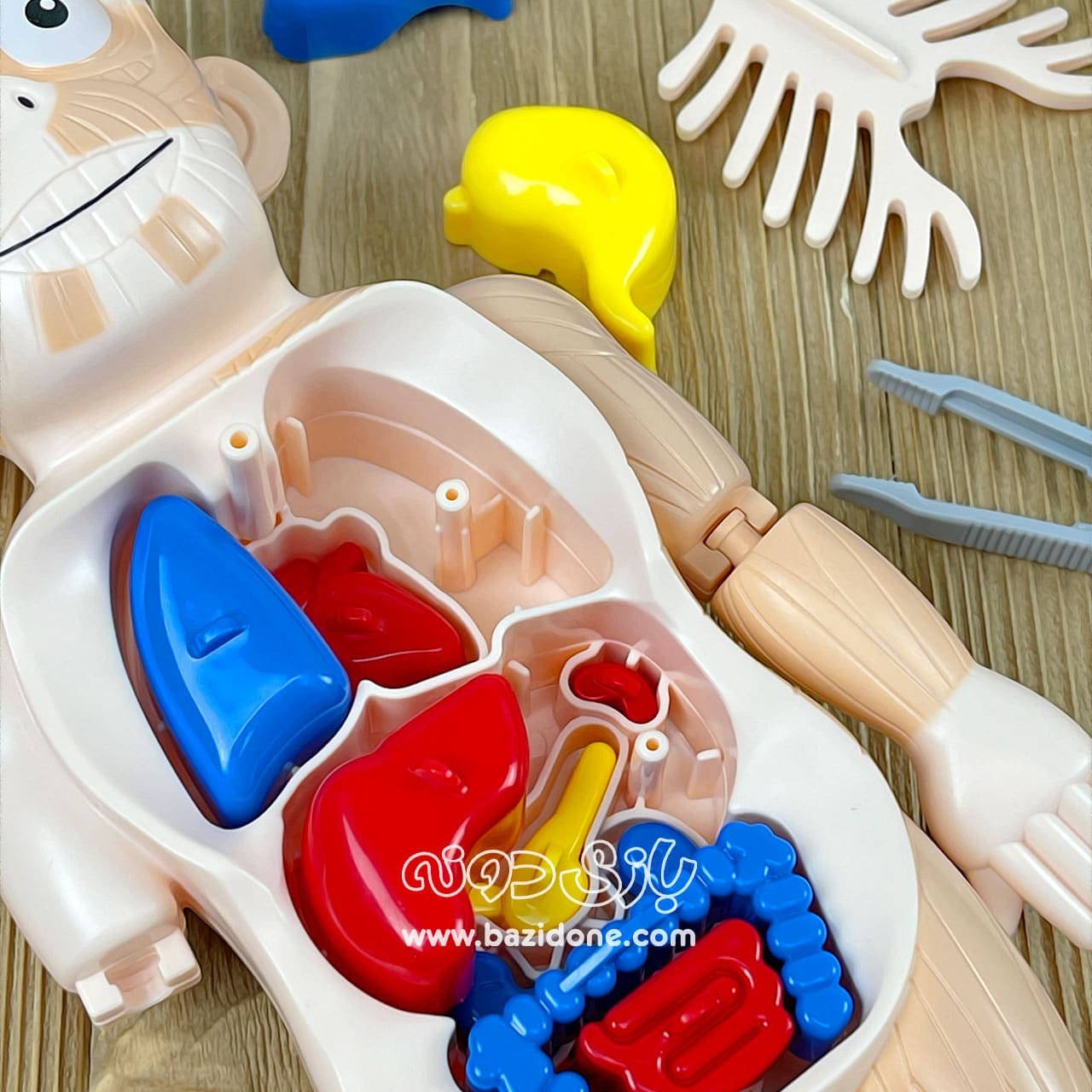 ماکت سه بعدی آناتومی بدن — تصویر ۶