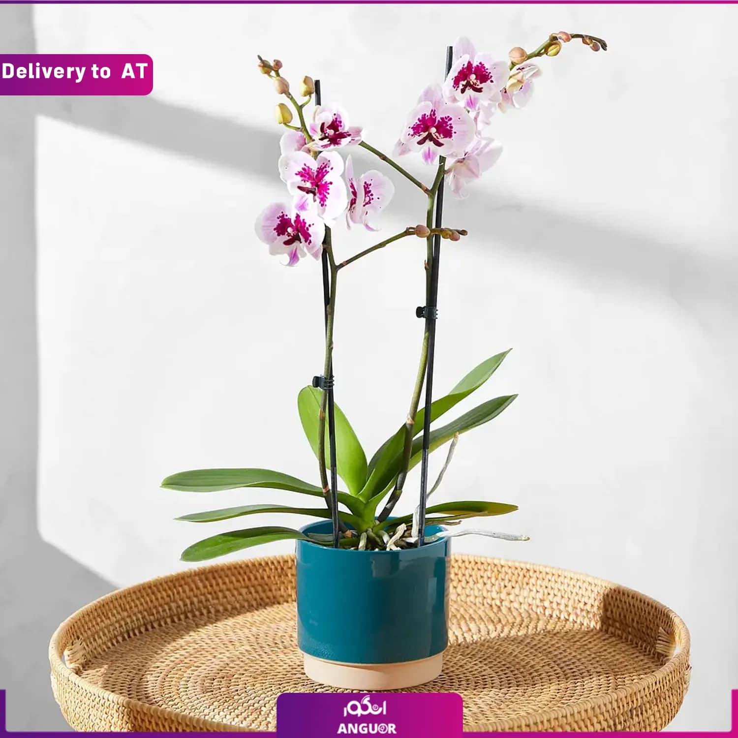 (Delivery to Austria) Die pinke Orchidee