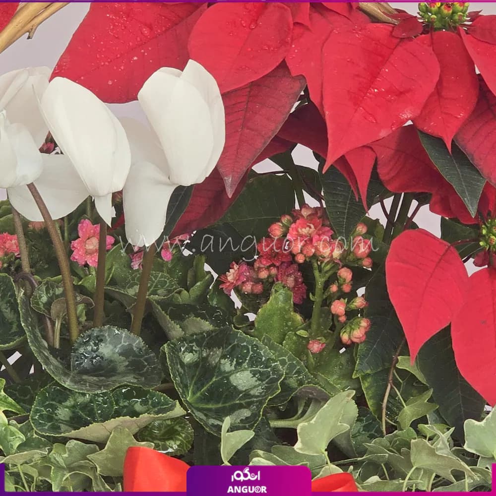 سبد گل یلدایی دلربا — تصویر ۳