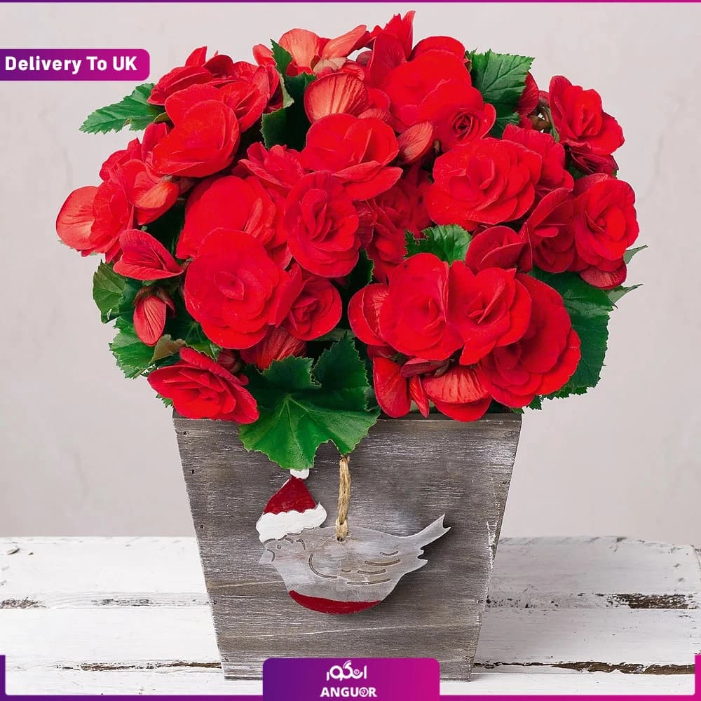 بگونیای قرمز کریسمس (تحویل در انگلستان)