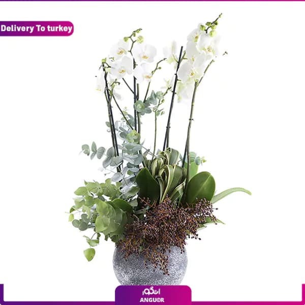 گل ارکیده سفید (تحویل در ترکیه)