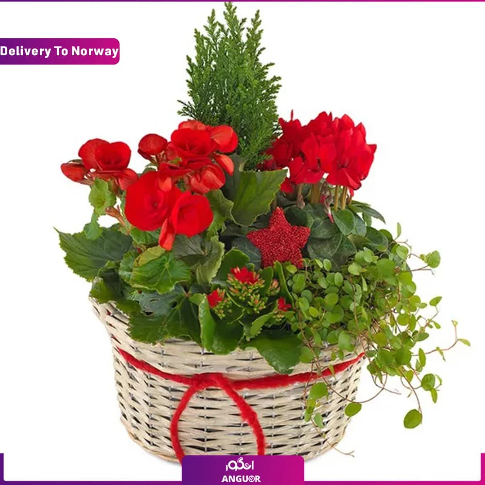 گلدان رویای کریسمس (ارسال گل به نروژ)