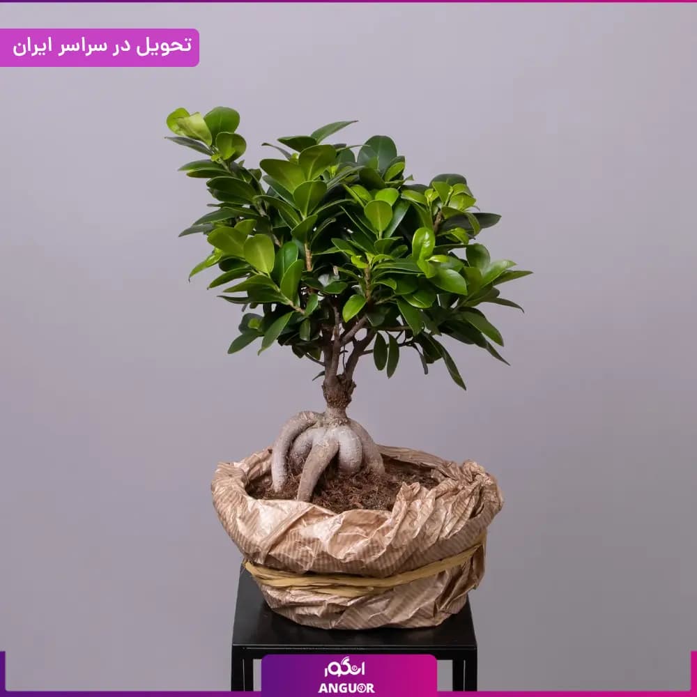 گلدان بونسای جنسینگ — تصویر ۷