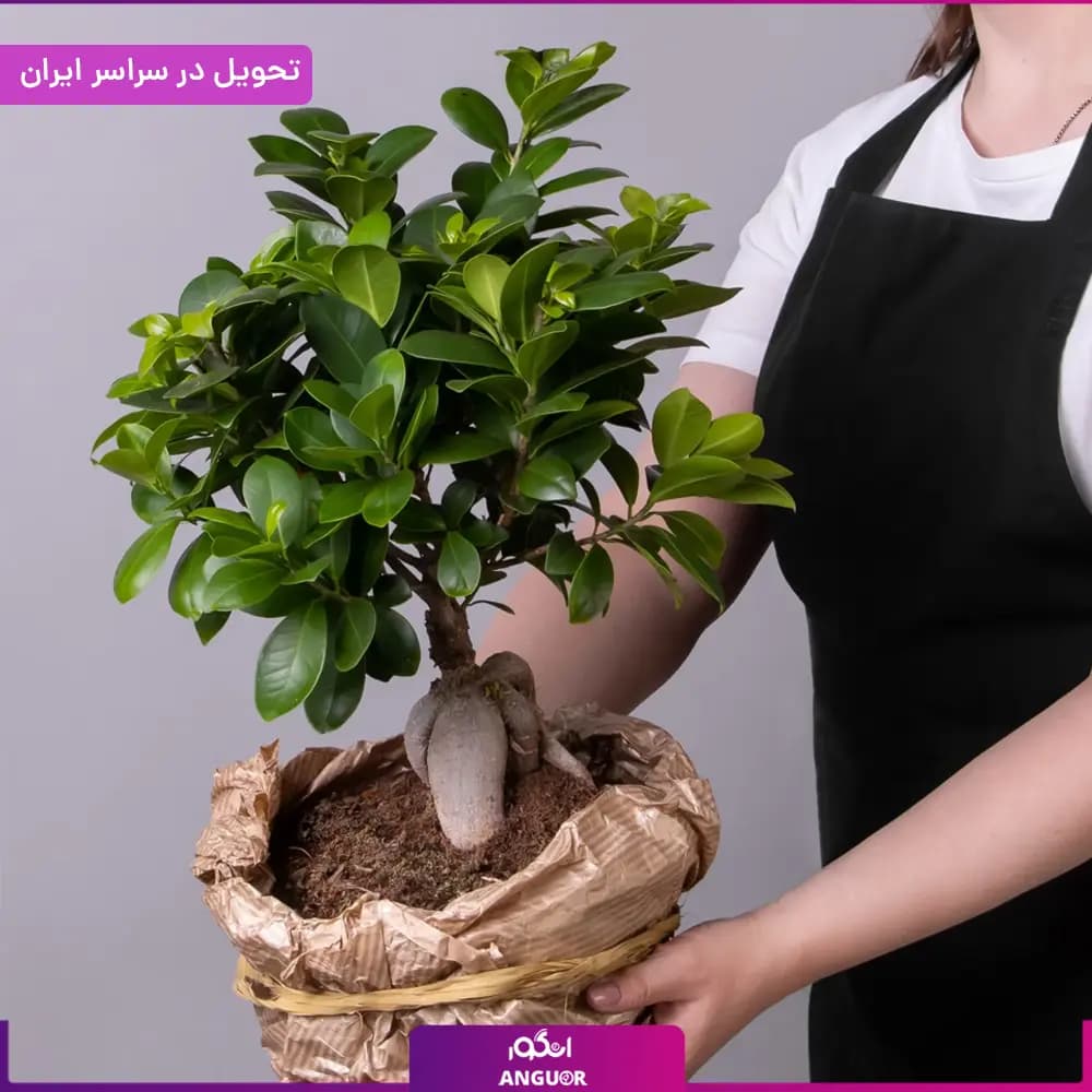 گلدان بونسای جنسینگ — تصویر ۳