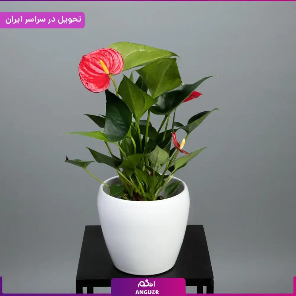 گلدان آنتوریوم