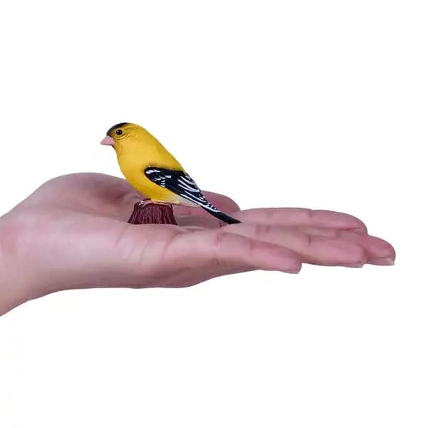 فنچ طلایی آمریکایی موژو Mojo — تصویر ۵
