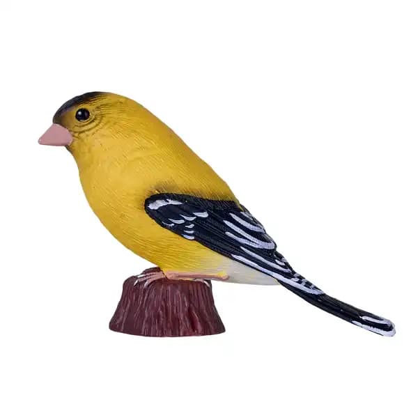 فنچ طلایی آمریکایی موژو Mojo