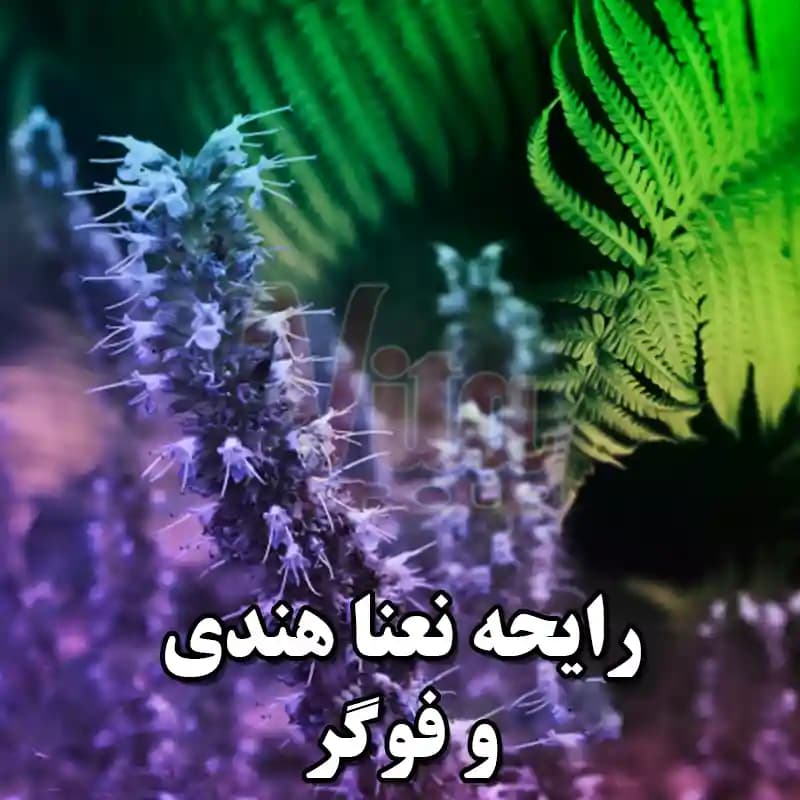 اسپری Axe Musk اکس ماسک حجم 150 میل — تصویر ۱۰