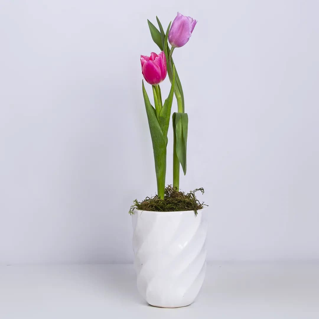 گلدان گل لاله صورتی کد 4810🌷 | باختر