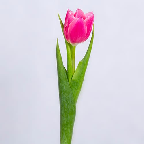 تک شاخه گل لاله صورتی 🌷 | باختر