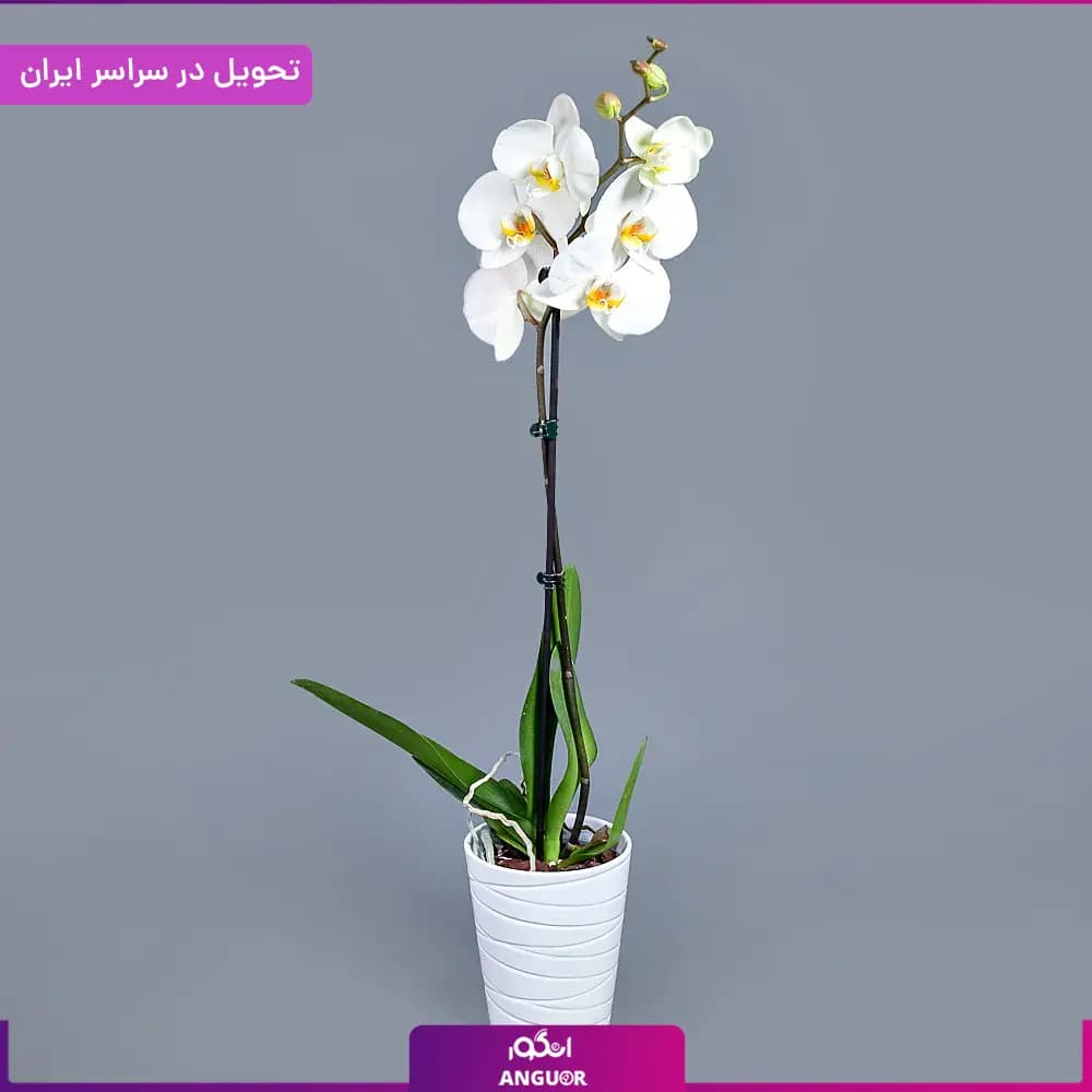 گلدان ارکیده — تصویر ۸