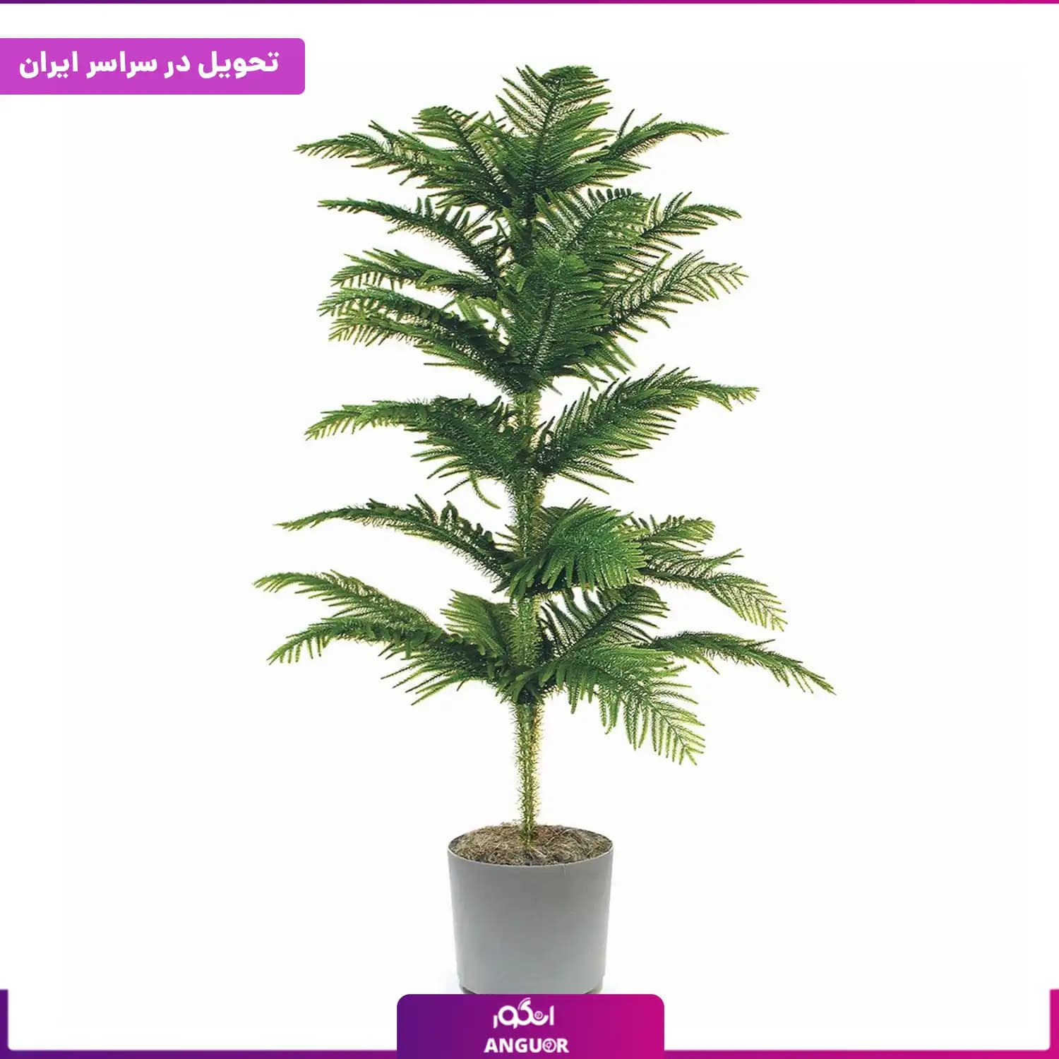 گلدان کاج مطبق — تصویر ۶