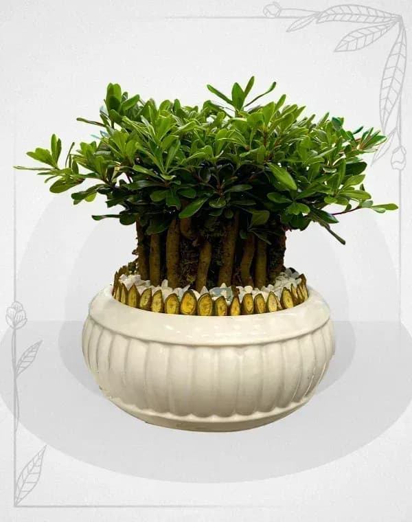 گل بونسای میخک هندی