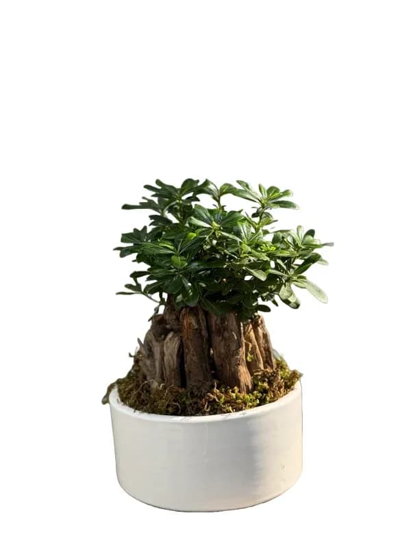 گیاه میخک هندی کد GY-3 – فروشگاه گل کارا | Kara Flower — تصویر ۳